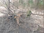Photo 3 A Combat Engineer embeds a Bangalore charge among tree trunks as part of route clearing on #ExMatawaSapper after the first effort to clear an abatis of trees and concertina wire left part of the barrier standing.