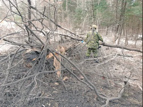 Photo 3 A Combat Engineer embeds a Bangalore charge among tree trunks as part of route clearing on #ExMatawaSapper after the first effort to clear an abatis of trees and concertina wire left part of the barrier standing.